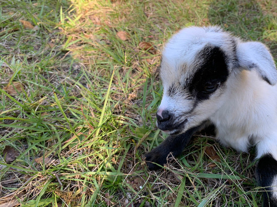 Crowley Museum and Nature Center-萨拉索塔必去景点