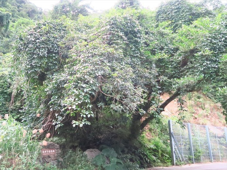 Modama Habitat-奄美市必去景点