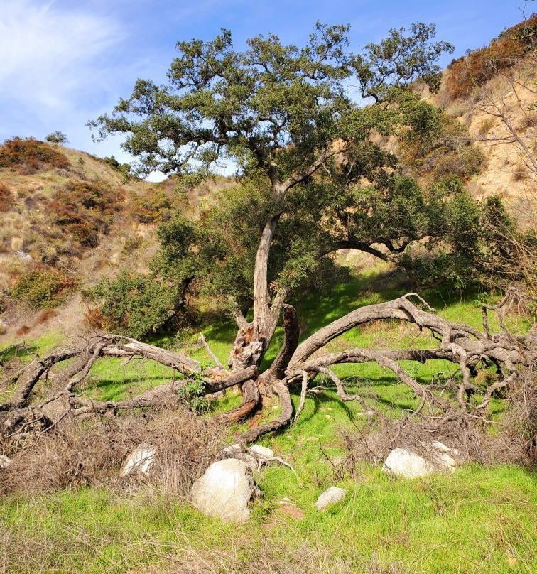 Eaton Canyon Natural Area景点图片