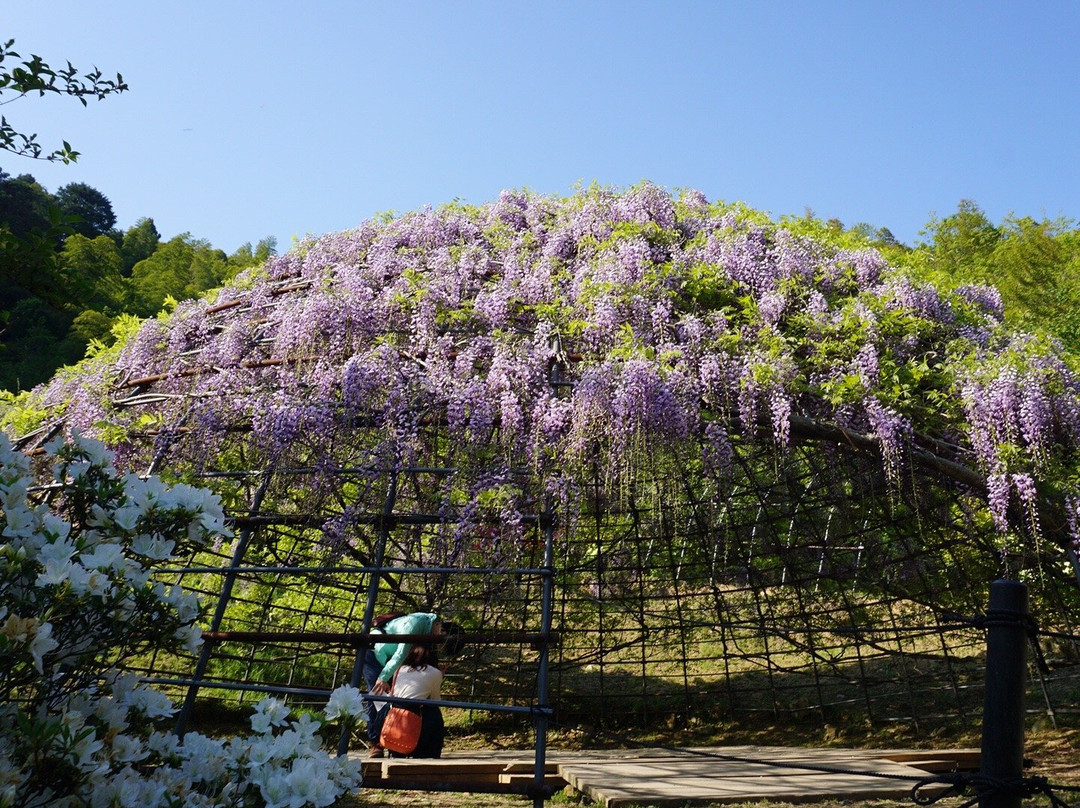 北九州市河内藤园 紫藤赏花景点图片