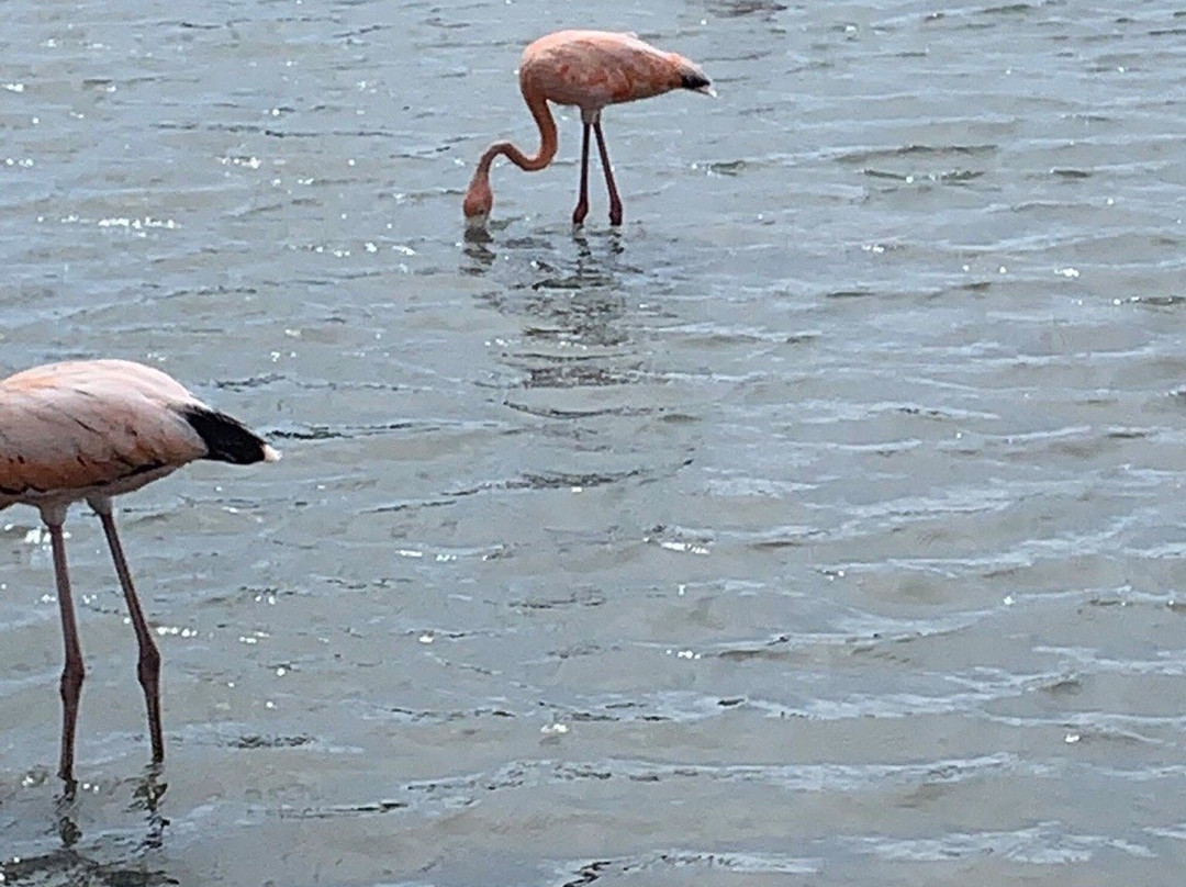 Flamingo Sanctuary Sint Willibrordus景点图片