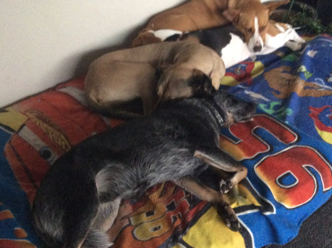 Taylors Lakes餐馆和美食-Taylors Lake Fish & Chips Shop