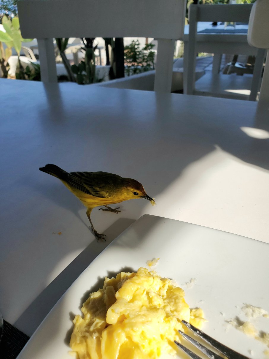 仙人掌加拉帕戈斯酒店-portrait