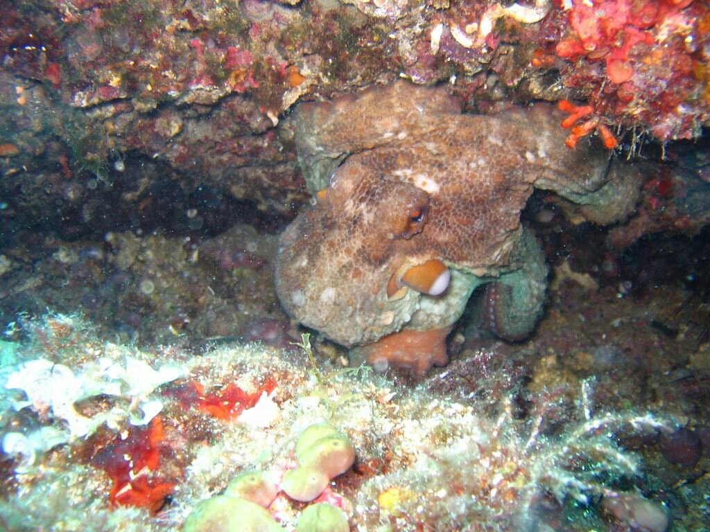 Punta Campanella Diving Center-索伦托必去景点