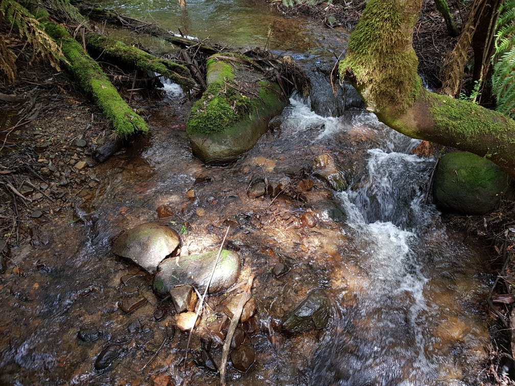 Wirrawilla Rainforest Walk景点图片