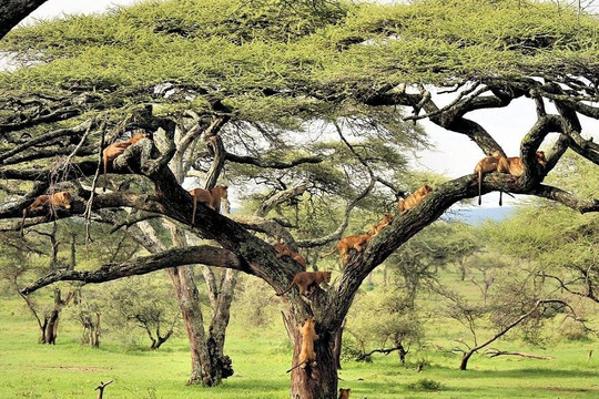 Gracepatt Safaris-Karen必去景点