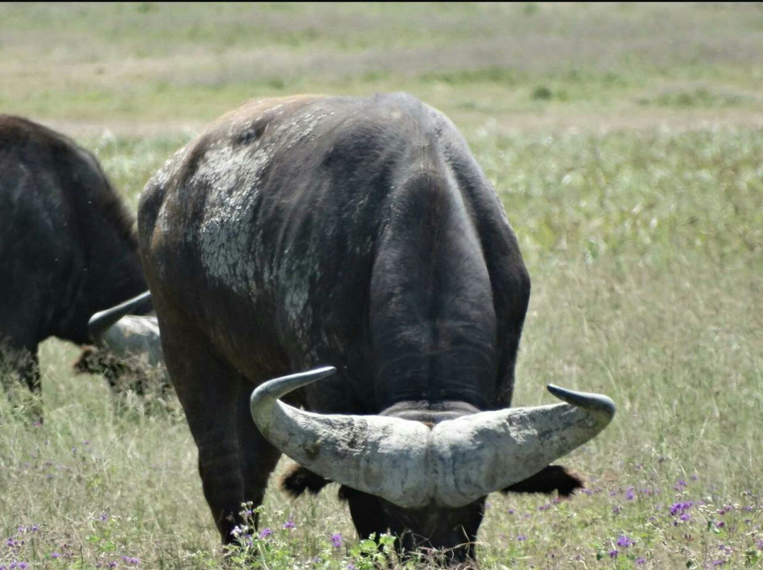 Mangokili Adventures-阿鲁沙必去景点