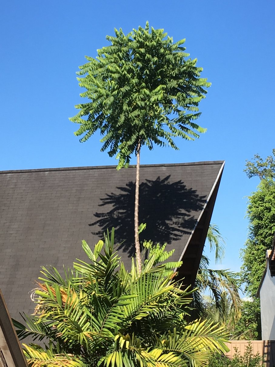 所罗门其塔诺曼达纳酒店-portrait