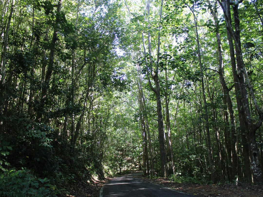 Isabela旅游景点-Guajataca Forest Reserve