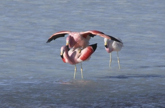 Intiraymi Expediciones-乌尤尼必去景点