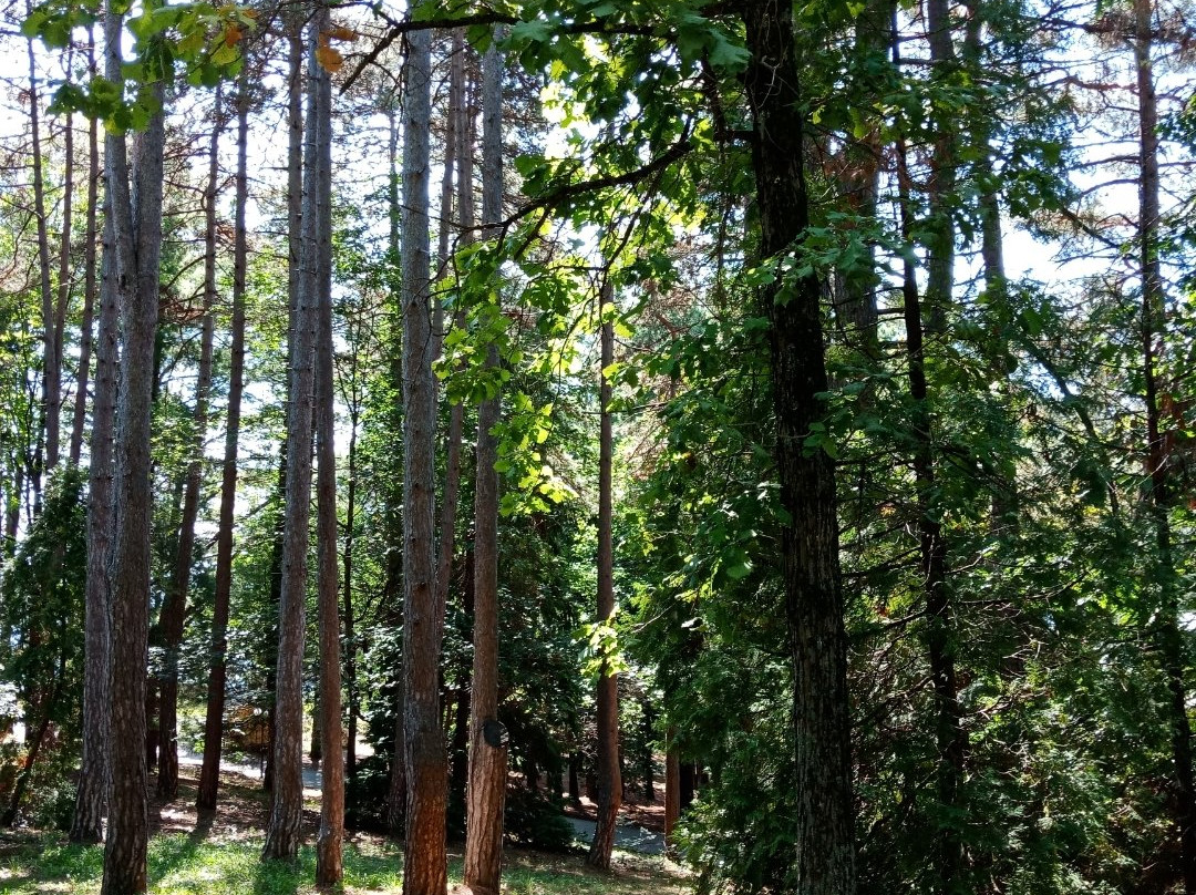 Arboretum Park-索契必去景点