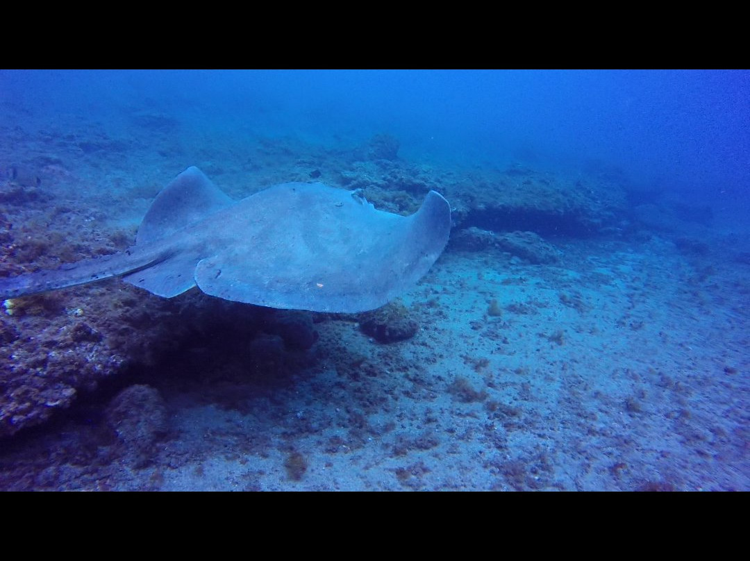 Buceo Sur Gran Canaria景点图片