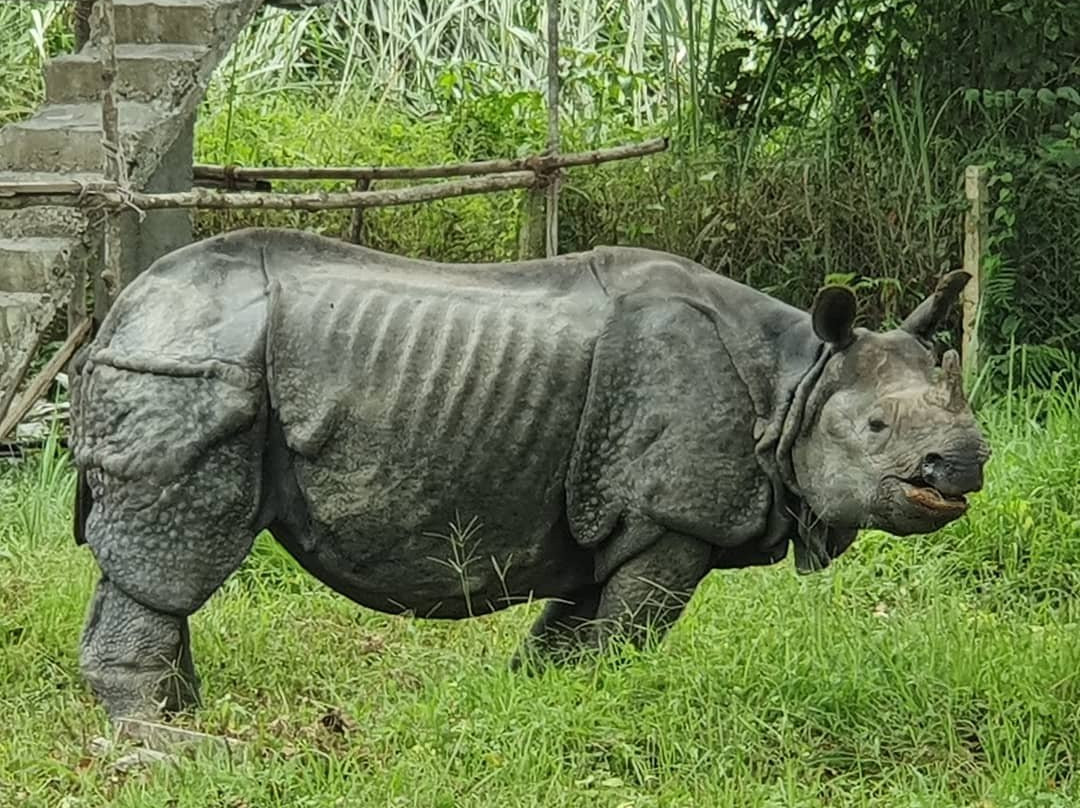 Chitwan Jungle Safari-奇旺国家公国必去景点