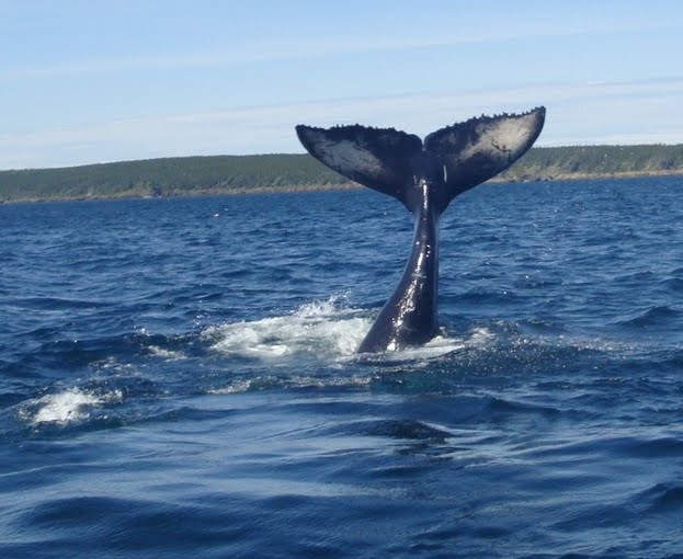 Colbert's Puffin and Whale Tours景点图片