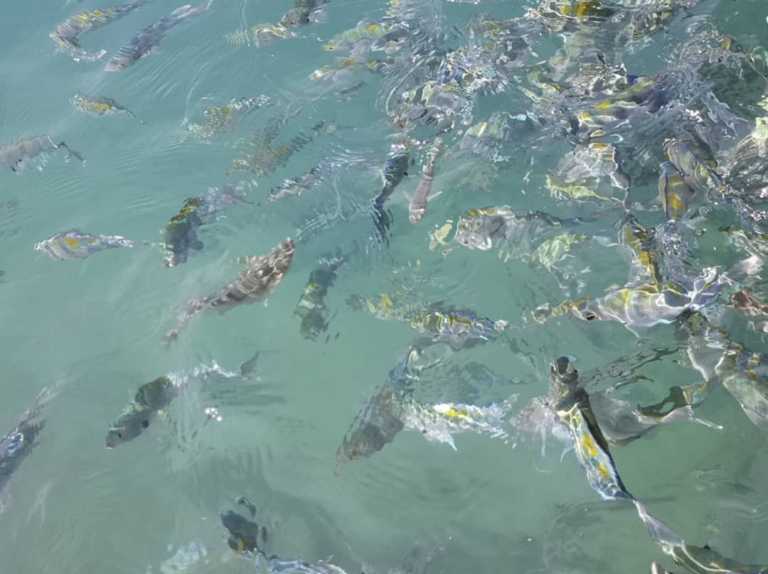 Shabhaye Talai主图