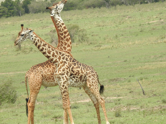 Keron Safaris-蒙巴萨必去景点