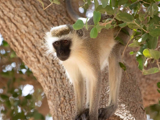 Gundua Tours Kenya-瓦塔木必去景点