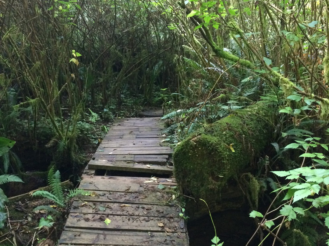 Cedar Wetlands Preserve景点图片