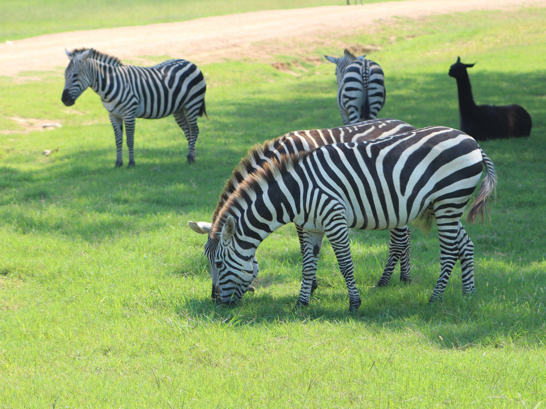 Safari Wild Animal Park and Preserve景点图片