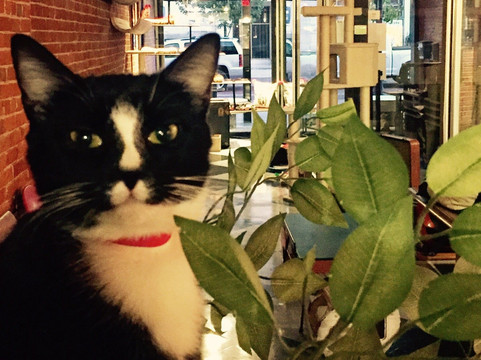 River Kitty Cat Cafe-埃文斯维尔必去景点