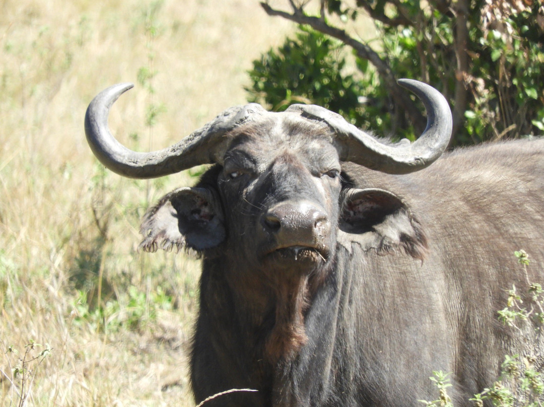 Deep Forest safari-Thika必去景点