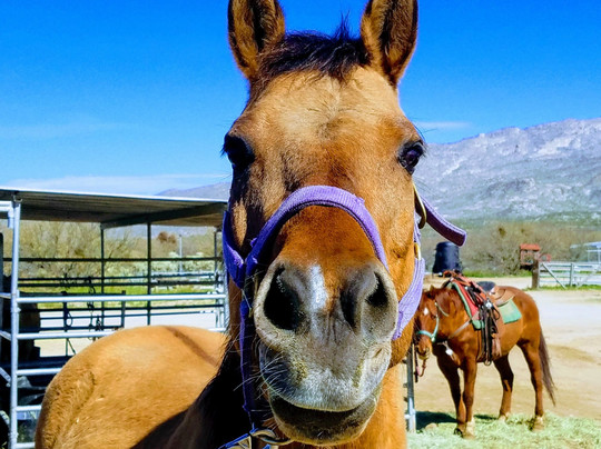 Rockin' Star Ranch-图森必去景点