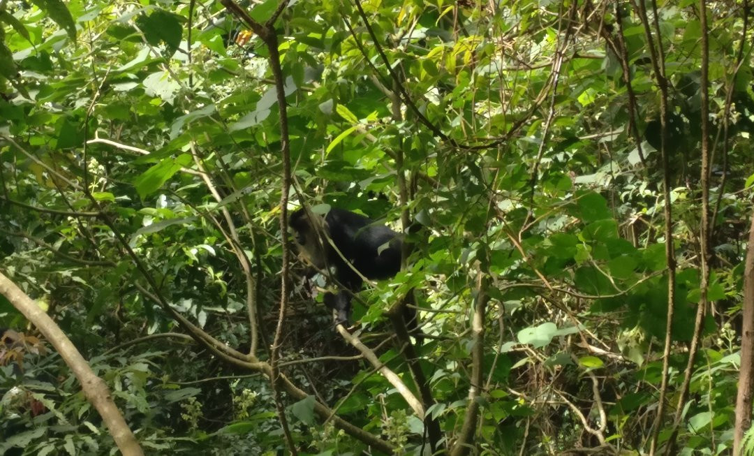 Silent Valley National Park-卡拉拉必去景点