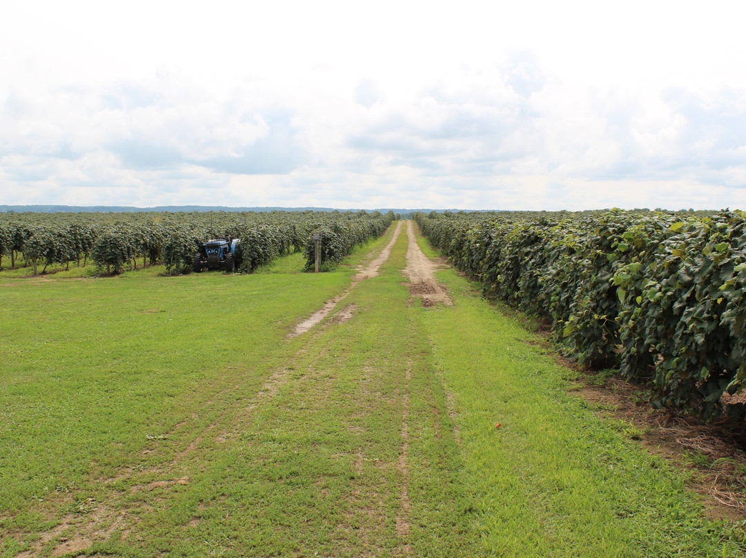 Penn Shore Winery and Vineyards