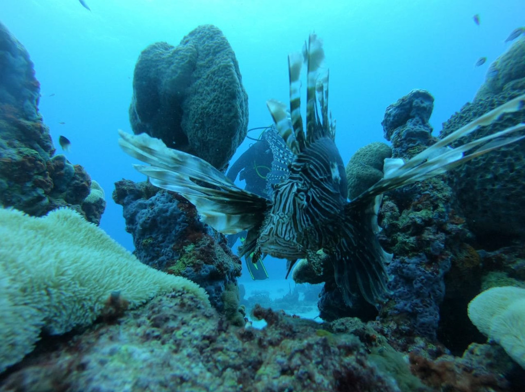 Ocean Diving景点图片