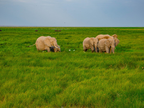 Kalbo Adventures-内罗毕必去景点