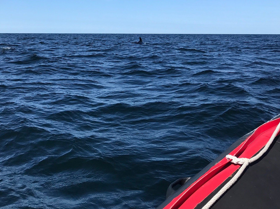 Captain Cox's Whale Watch景点图片