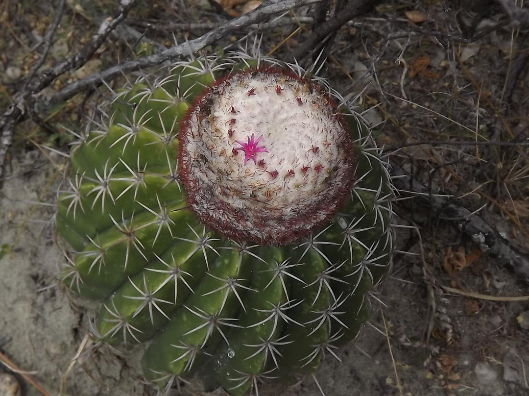 Tocayá Natura景点图片