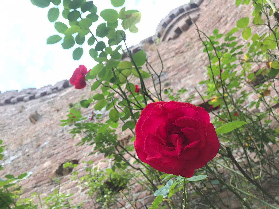 Dilsberg Castle Fortress景点图片