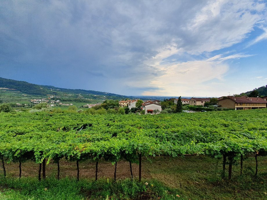 Recchia Vini景点图片
