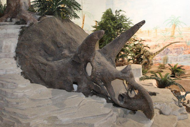 Museo Paleontologico景点图片