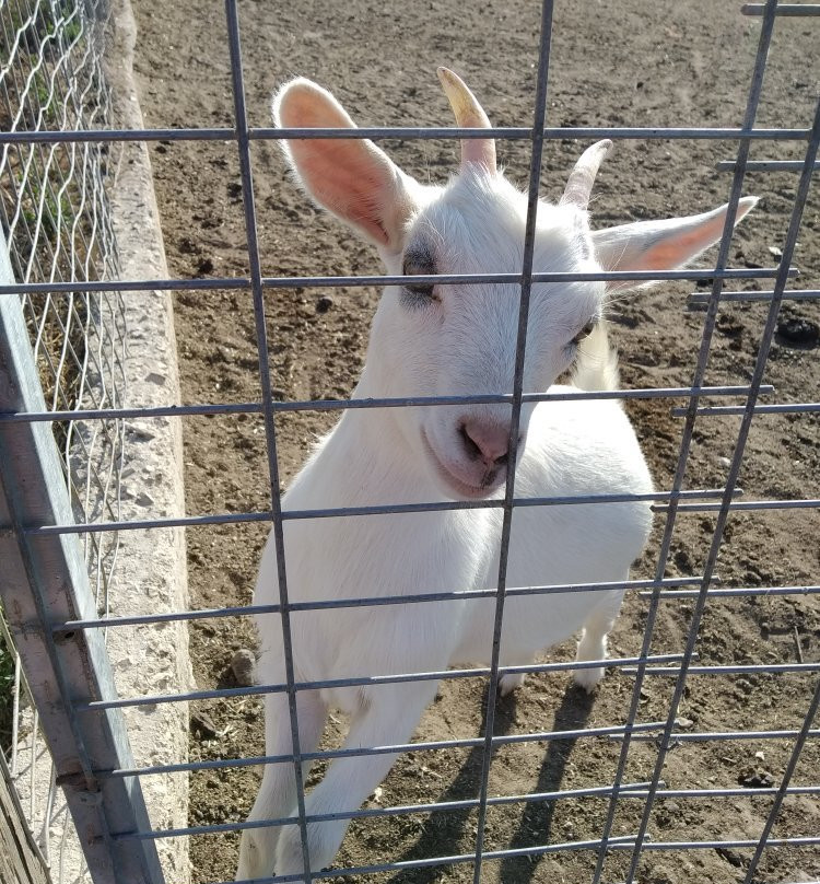 Ippokamilos-Sageika必去景点