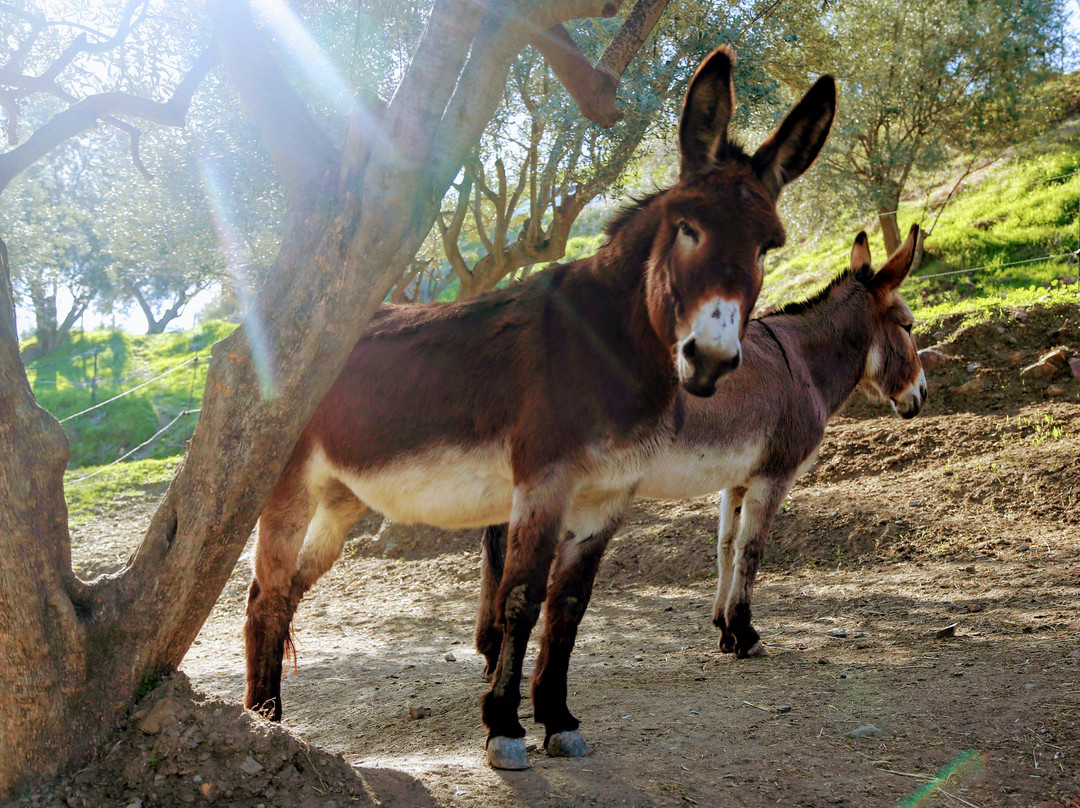 Donkey Dreamland Rescue Centre - Mijas景点图片