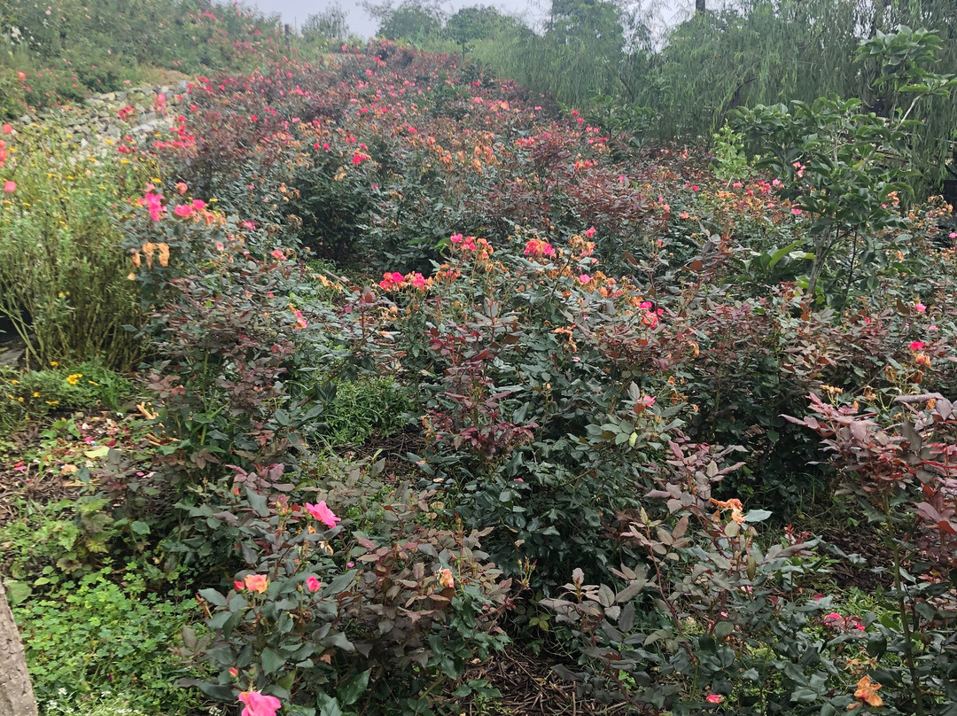 Rose Garden, Solophok-Namchi必去景点