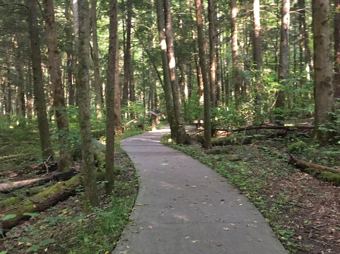 Sugarlands Valley Nature Trail-大雾山国家公园必去景点