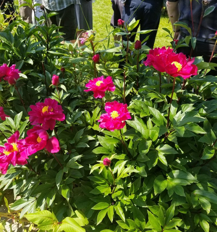 Maidstone Inn Bed and Breakfast主图