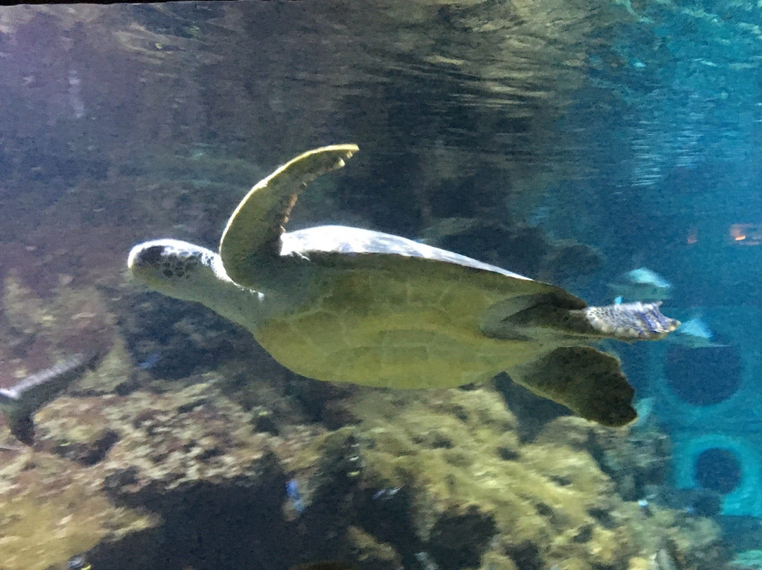 Aquarium du Cap d'Agde景点图片