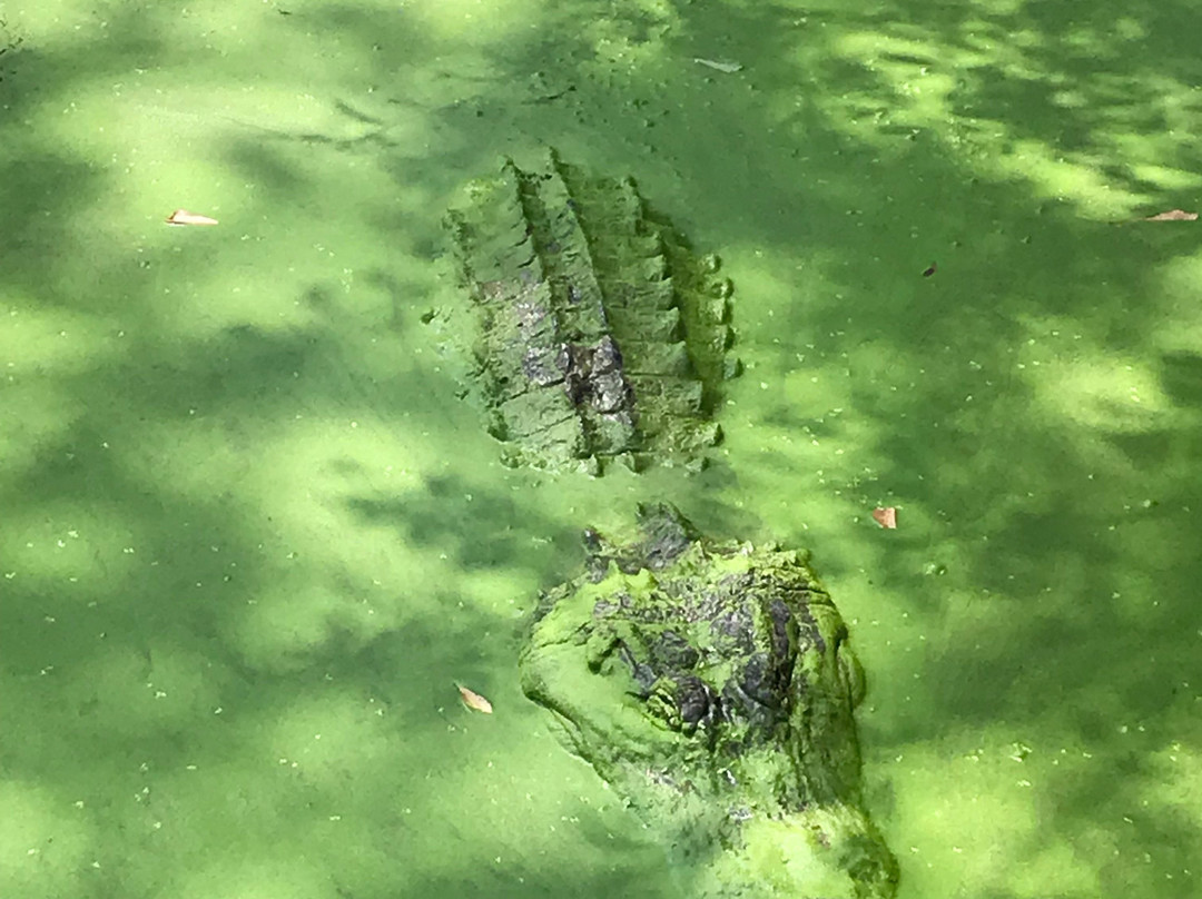 Gators and Friends - Alligator Park & Exotic Zoo景点图片