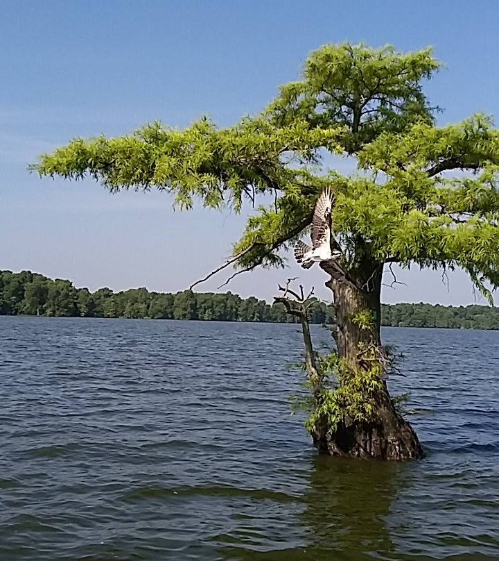 Reelfoot Lake Pontoon Boat Cruise景点图片