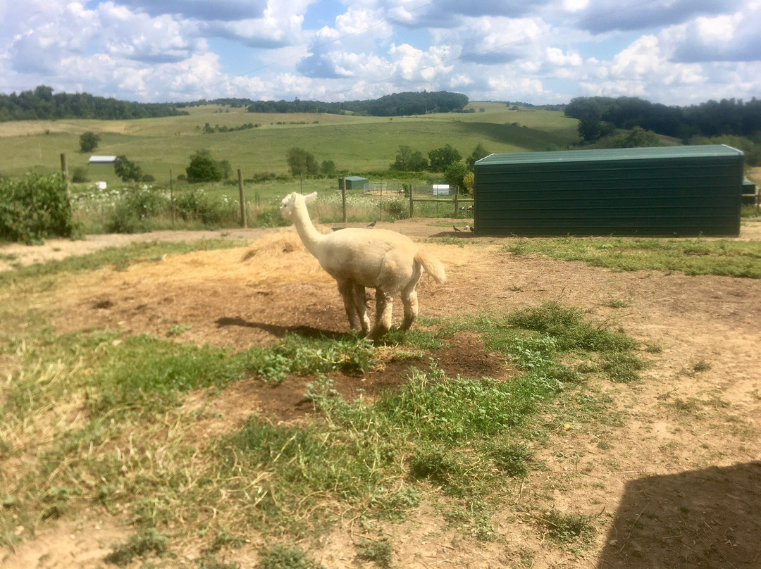 Fort Chiswell Animal Park-Max Meadows必去景点