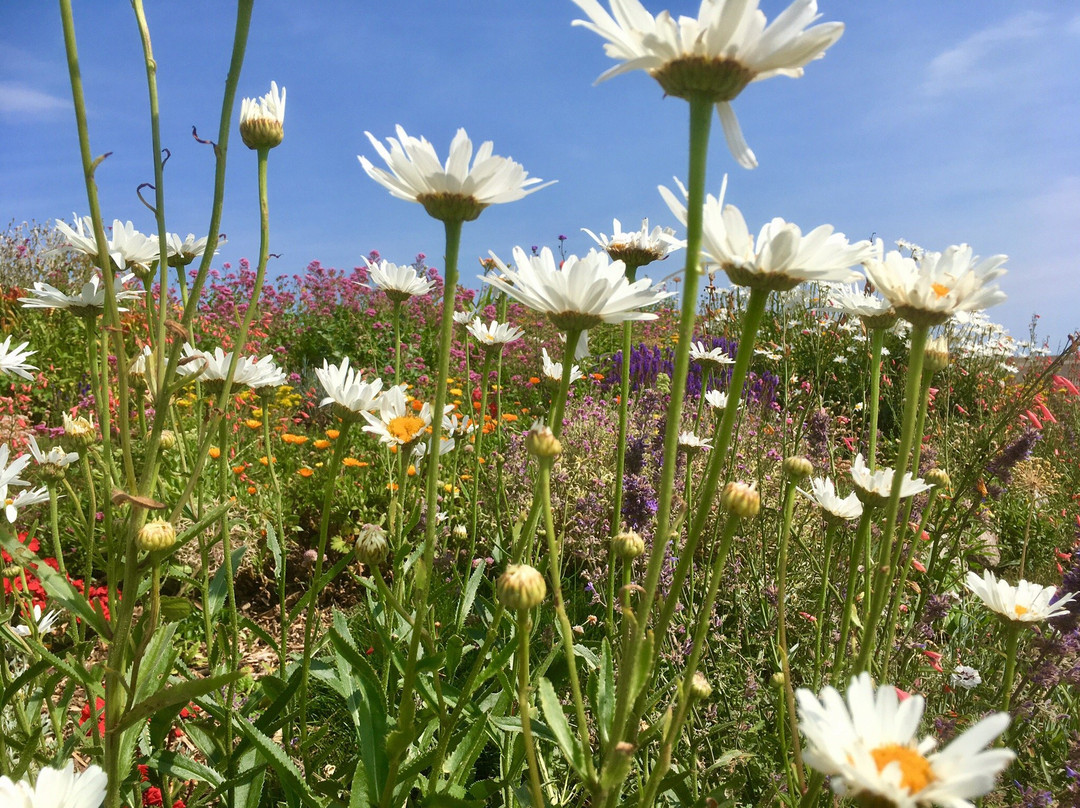 Sandown Castle Community Garden景点图片