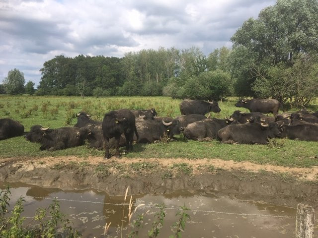 De Stoerderij Waterbuffels-Son en Breugel必去景点