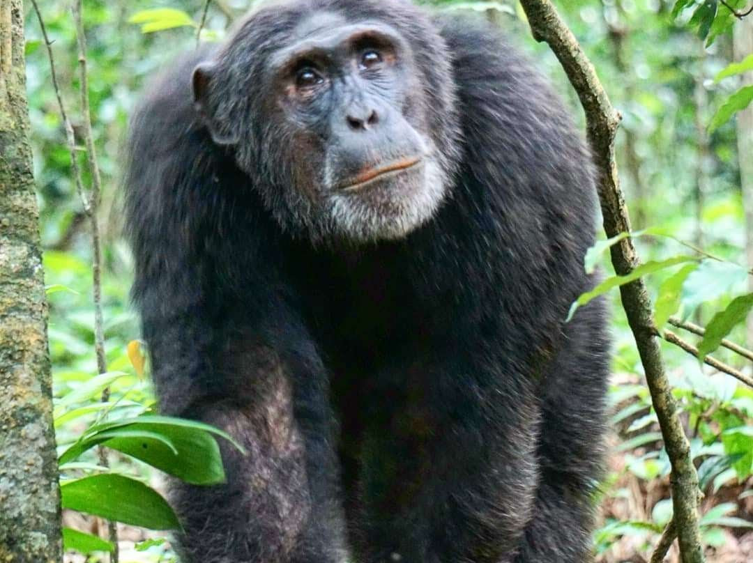 Kibale Homestay主图