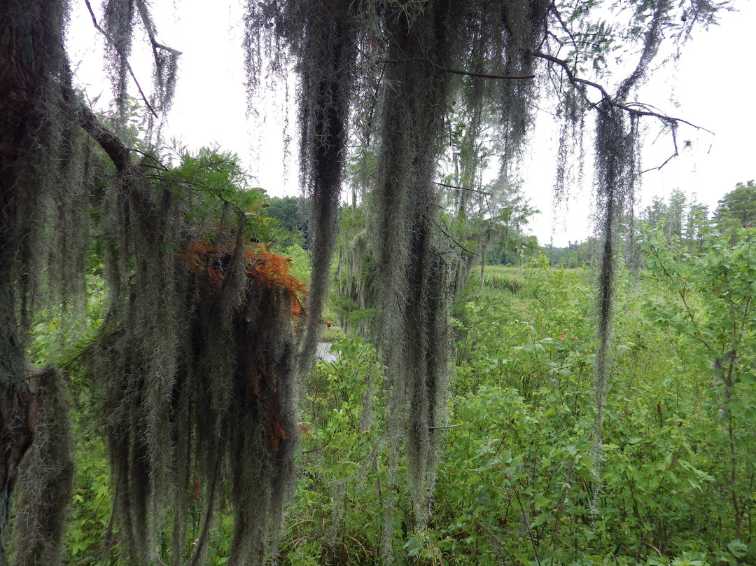 Phinizy Swamp Nature Park景点图片