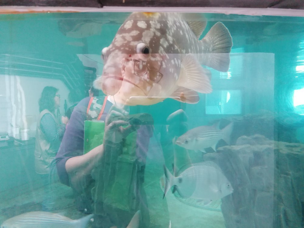 Life Fish Station - Porto Pim Aquarium-奥尔塔必去景点