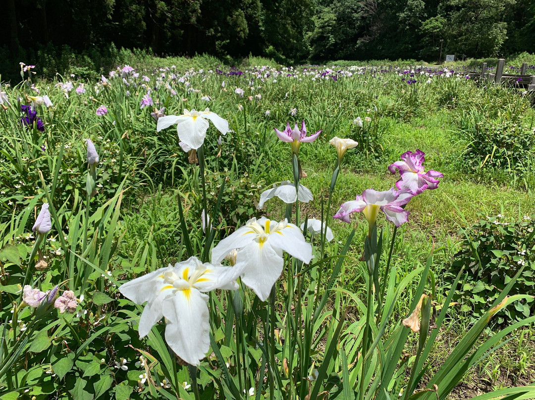 Showa no Mori Park-千叶市必去景点